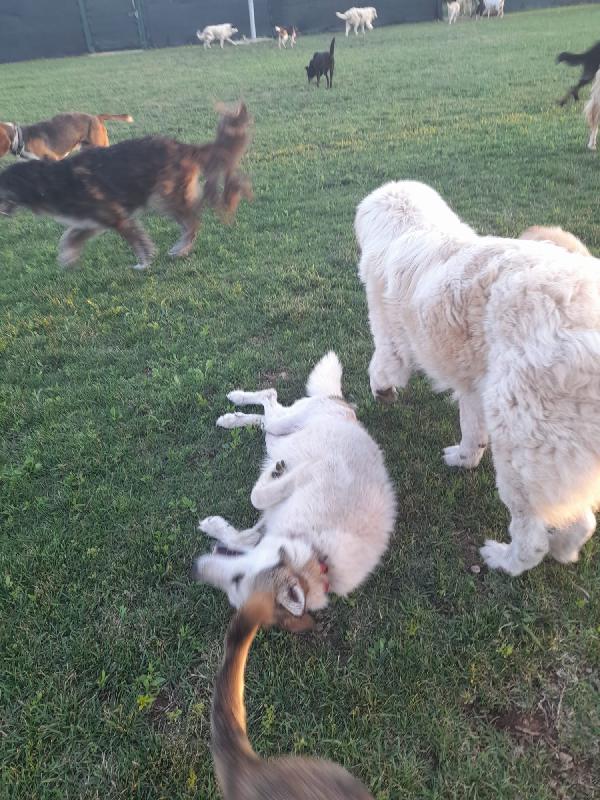 HUSKINA dolce cagnoletta nata intorno al 2019 Foto 4